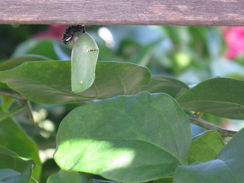 chrsyalis