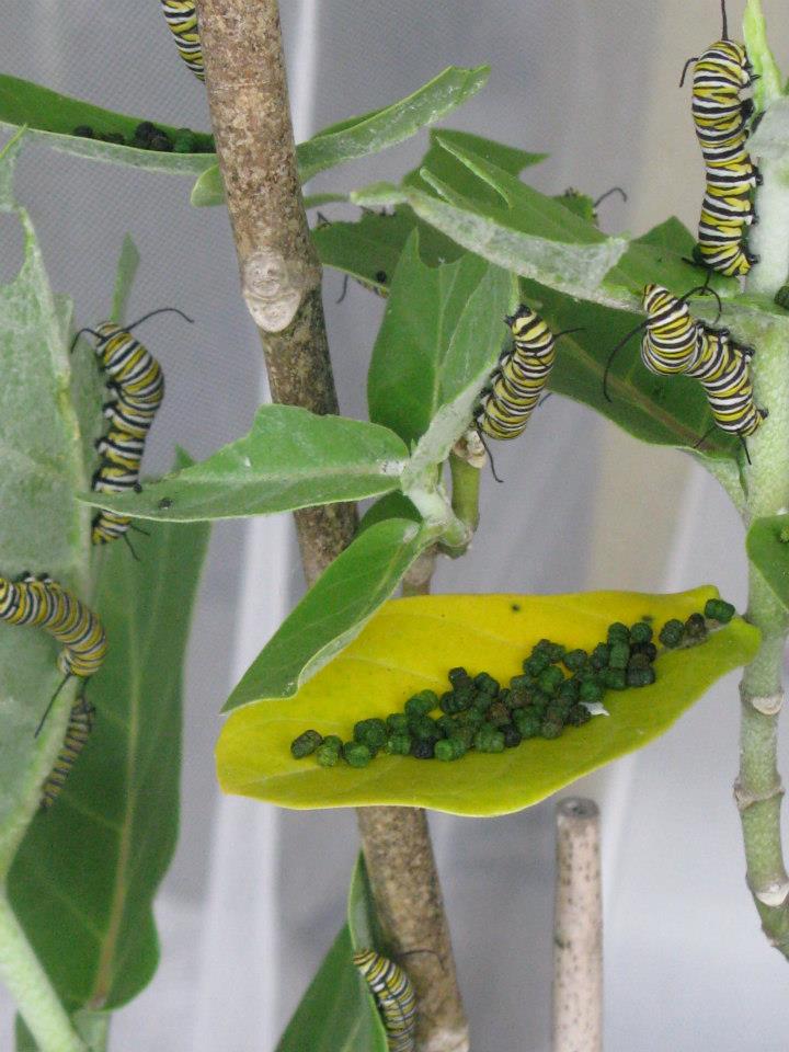hungry caterpillar with frass