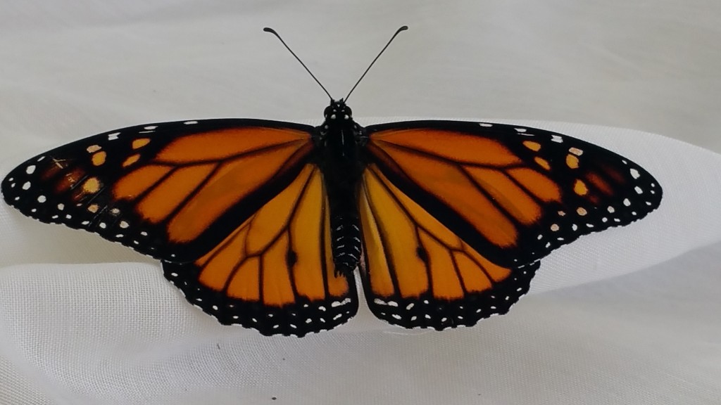 male butterfly