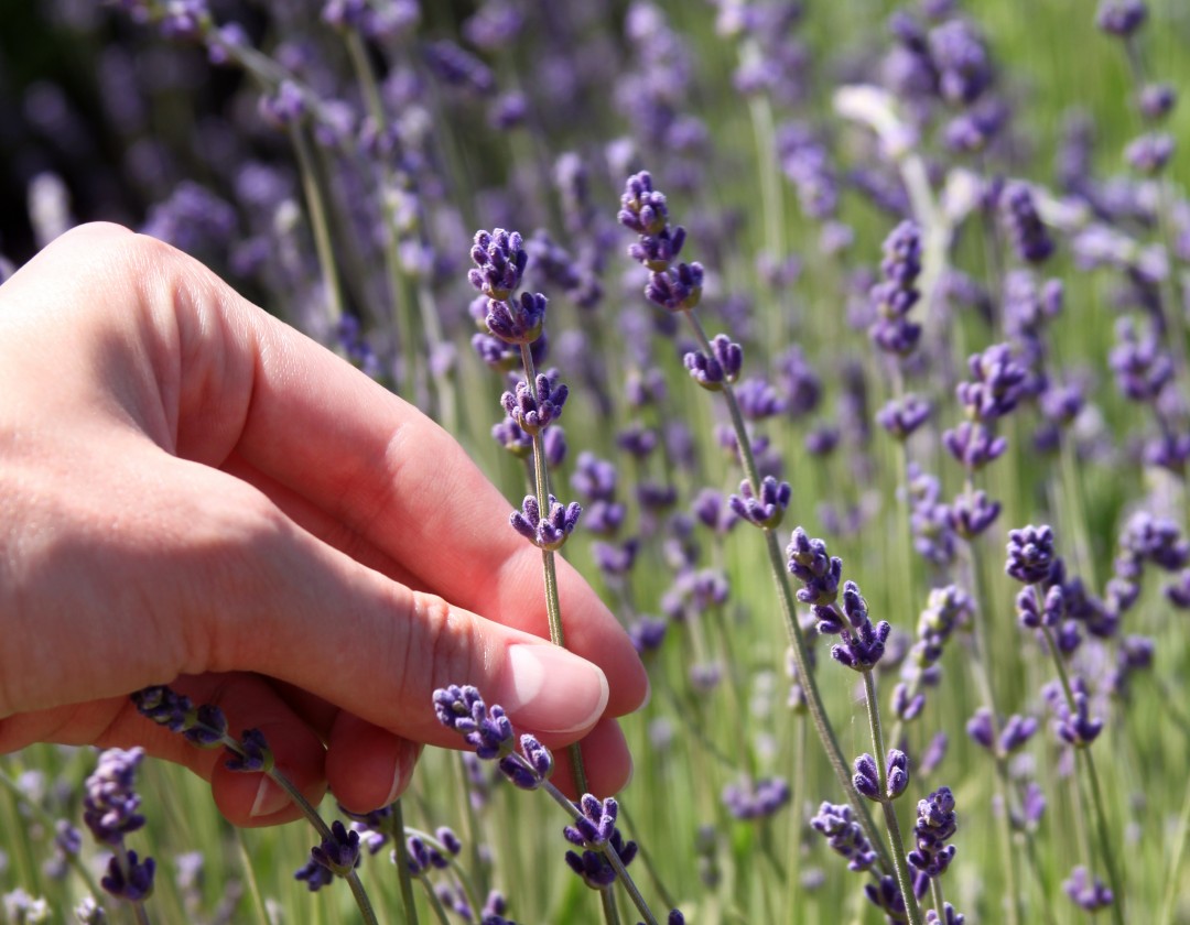 Lavender Types with Photo - Bleu Tabby